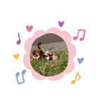 ABCスタンプ（個別スタンプ：5）