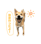 ピースワンコ ジャパン卒業犬『むすび君』（個別スタンプ：1）