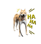 ピースワンコ ジャパン卒業犬『むすび君』（個別スタンプ：3）