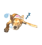 ピースワンコ ジャパン卒業犬『むすび君』（個別スタンプ：4）