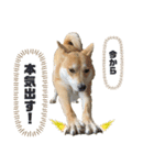 ピースワンコ ジャパン卒業犬『むすび君』（個別スタンプ：5）