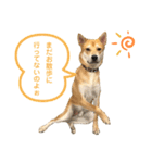 ピースワンコ ジャパン卒業犬『むすび君』（個別スタンプ：6）