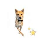 ピースワンコ ジャパン卒業犬『むすび君』（個別スタンプ：7）