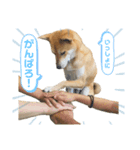 ピースワンコ ジャパン卒業犬『むすび君』（個別スタンプ：8）