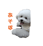 ビションフリーゼ そら（個別スタンプ：1）
