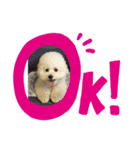 ビションフリーゼ そら（個別スタンプ：5）