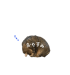 可愛いみーちゃんの日常スタンプ（個別スタンプ：2）