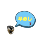 ★ミニシュナのメイ★スタンプ4シンプル編（個別スタンプ：23）