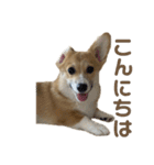 コーギーのこまち②（個別スタンプ：5）