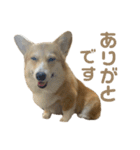コーギーのこまち②（個別スタンプ：6）