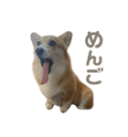 コーギーのこまち②（個別スタンプ：7）