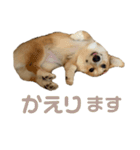 コーギーのこまち②（個別スタンプ：8）