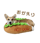 コーギーのこまち②（個別スタンプ：11）