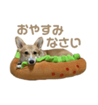 コーギーのこまち②（個別スタンプ：12）