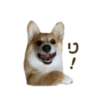 コーギーのこまち②（個別スタンプ：14）