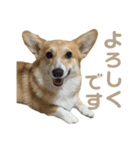 コーギーのこまち②（個別スタンプ：18）