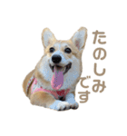 コーギーのこまち②（個別スタンプ：20）