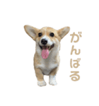 コーギーのこまち②（個別スタンプ：22）