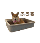 コーギーのこまち②（個別スタンプ：23）