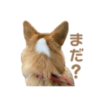 コーギーのこまち②（個別スタンプ：24）