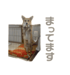 コーギーのこまち②（個別スタンプ：25）