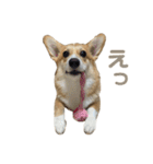 コーギーのこまち②（個別スタンプ：28）