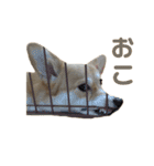 コーギーのこまち②（個別スタンプ：29）