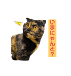＃1 猫のジル【スコティッシュおうるど】（個別スタンプ：39）