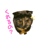 ＃1 猫のジル【スコティッシュおうるど】（個別スタンプ：40）