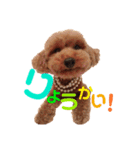 トイプードルcocoちゃん（個別スタンプ：1）