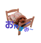 トイプードルcocoちゃん（個別スタンプ：2）