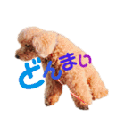 トイプードルcocoちゃん（個別スタンプ：12）