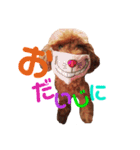 トイプードルcocoちゃん（個別スタンプ：19）