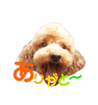 トイプードルcocoちゃん（個別スタンプ：20）