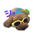 トイプードルcocoちゃん（個別スタンプ：25）