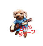 トイプードルcocoちゃん（個別スタンプ：34）