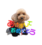 トイプードルcocoちゃん（個別スタンプ：40）