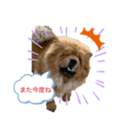 バニチャウスタンプ（個別スタンプ：7）