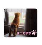 はぴちゃんスタンプ（個別スタンプ：10）