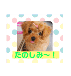 はぴちゃんスタンプ（個別スタンプ：11）