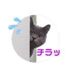 はぴちゃんスタンプ（個別スタンプ：16）