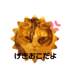 はぴちゃんスタンプ（個別スタンプ：23）
