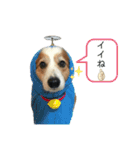 コーギーらむとボーダーシュリ（個別スタンプ：22）