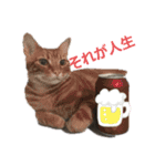 マサキさんちのネコ（個別スタンプ：1）