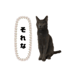 マサキさんちのネコ（個別スタンプ：14）