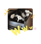 マサキさんちのネコ（個別スタンプ：25）