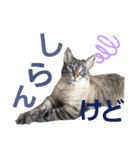 マサキさんちのネコ（個別スタンプ：31）