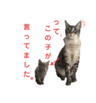 マサキさんちのネコ（個別スタンプ：40）