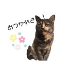 うちのにゃんこわんこ（個別スタンプ：5）