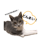 うちのにゃんこわんこ（個別スタンプ：10）